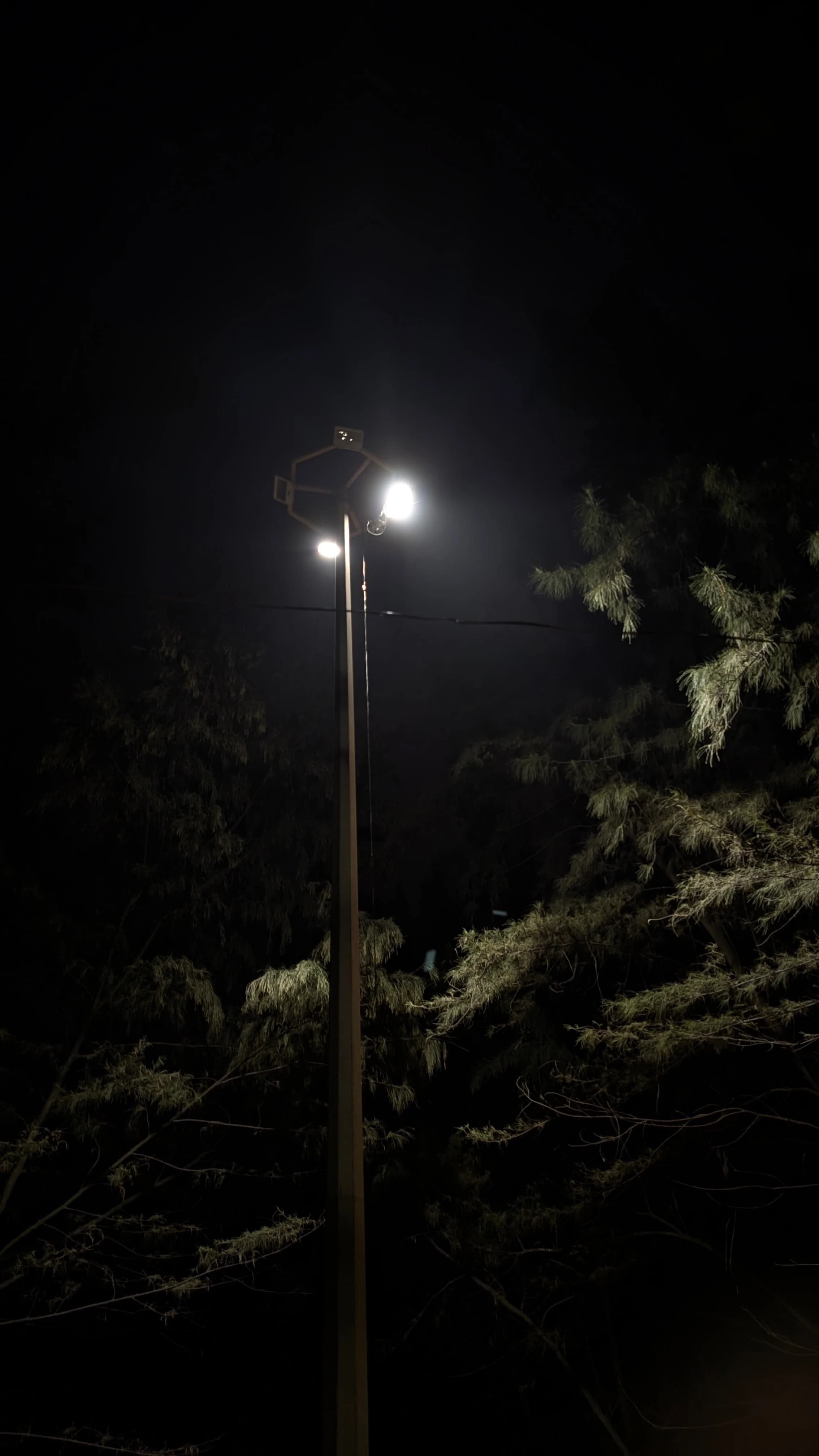 The light shadowing down the tree, gracefully