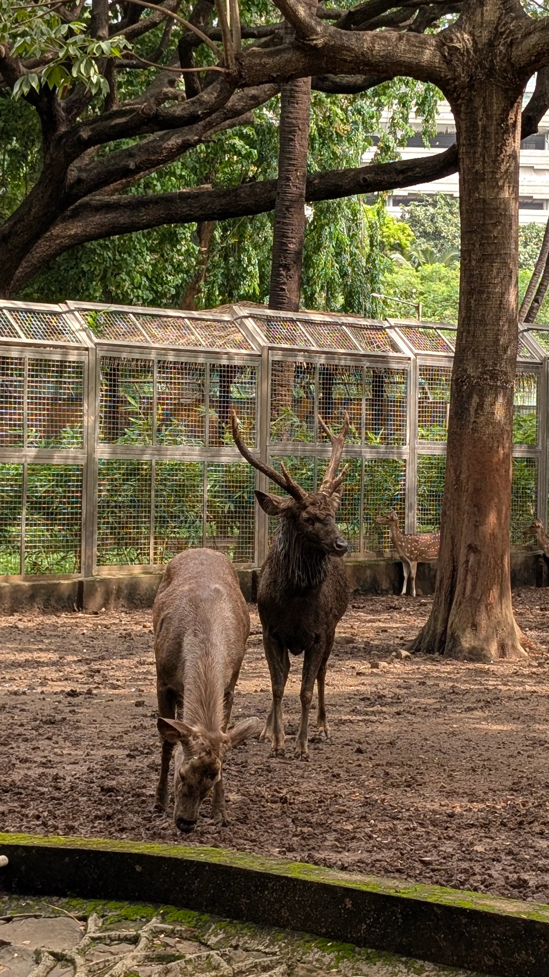 zoo visit with friends